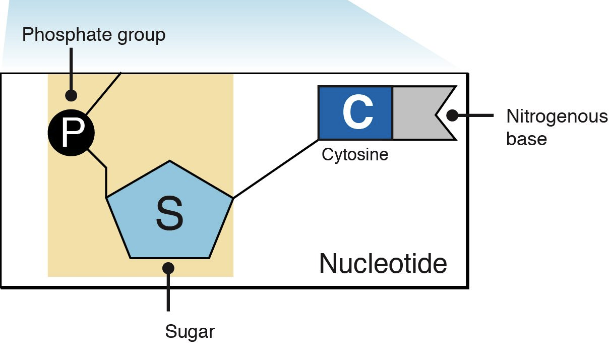 Nucleotides and Bases - Genetics Generation